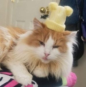 Meet your Posher, Alex